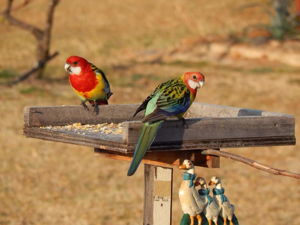 Grovely House Bed & Breakfast Stanthorpe Exterior foto